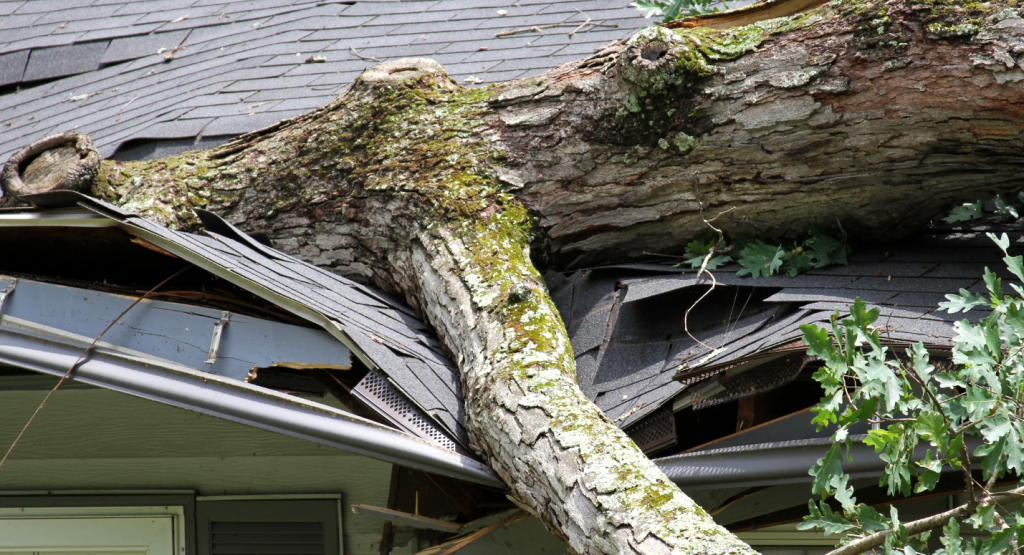 tree on roof 