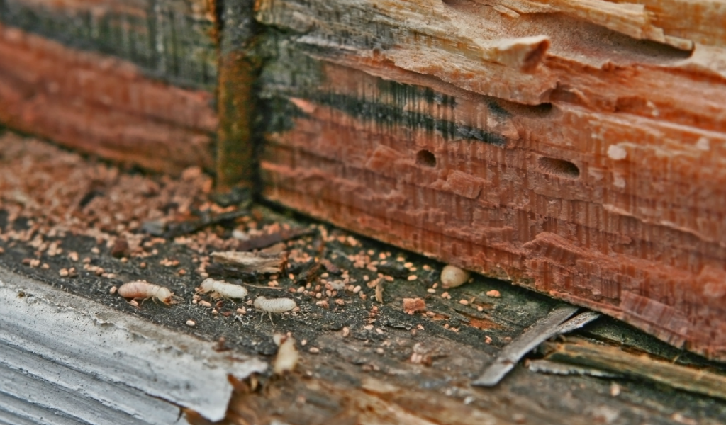 termites near roof