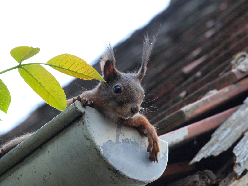 Emergency Roof Repair in Boise, ID: Fast, Reliable Solutions for Urgent Roof Damage 2 pests in gutters pests in roof